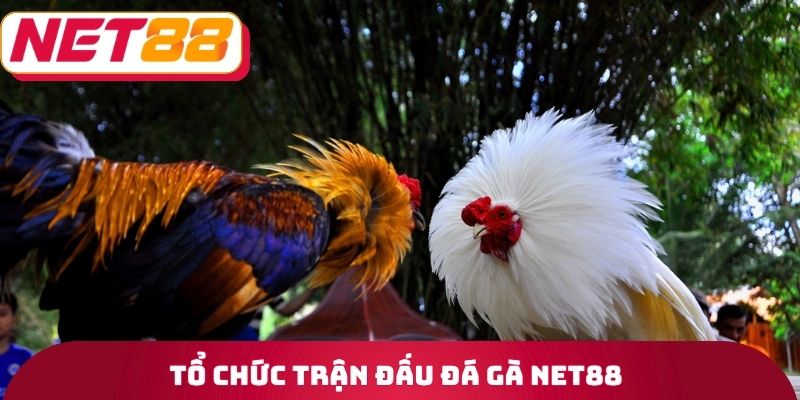 Tổ chức trận đấu đá gà Net88
